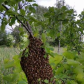 The Swarm
