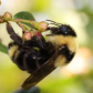 Suckleyâ€™s Cuckoo Bumble Bee