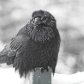 Frosty Raven in Northwest Territories