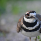 Killdeer