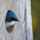 Tree Swallow