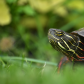 Painted Turtle