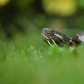 Painted Turtle