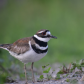 Killdeer