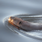 evening swim