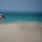 Sanderlings