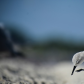 Sanderlings