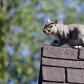 Peak Squirrel