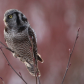 Northern Hawk Owl