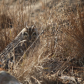 short eared owl