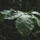 After Rain