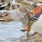  Mandarin Duck