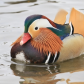  Mandarin Duck