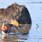  Mandarin Duck