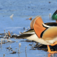  Mandarin Duck