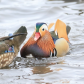  Mandarin Duck