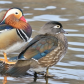  Mandarin Duck