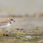 Shorebird Buffet