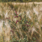 Prairie Naturals