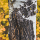 Crisp Fall
