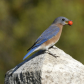 Eastern bluebird/Merlebleu de l'Est