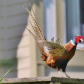 Pheasand 