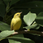 American yellow warbler/Paruline jaune