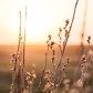 Golden Sage