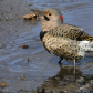 Northern flicker/Pic flamboyant