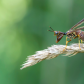 Macro shot of a mantidfly.