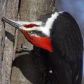 Pileated woodpecker/Grand pic
