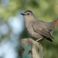 Gray catbird/Moqueur chat