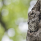 The master of camouflage.Eastern screech owl.