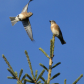 Eastern bluebird/Merlebleu de l'Est 2