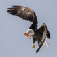 Feeding in Flight - Bald Eagle