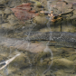 Northern pike spawning.