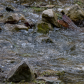 Northern pike spawning.