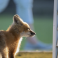 Fox Kit In Sunlight 