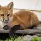 Red Fox Kit Watching Passerbys