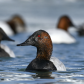 Canvasback drake duck up close.