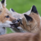 Red Fox Kits Playing