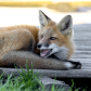 Red Fox Kit Sunning on Deck