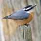 Red-breasted nuthatch/Sittelle Ã  poitrine rousse