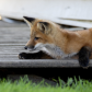 Red Fox Playing with a Fly