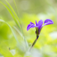 Purple Iris in the Swamp