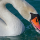 Mute swan with catch of the day.