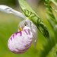 Lady Slipper in the Sunshine