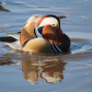 mandarin duck