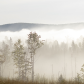 Tree Line In Early Morning Fog