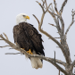 Bald Eagle Keeping Watch